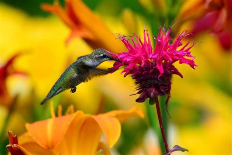 This particular wildflower is also admired greatly for its use in decoration and its amazing color that also attracts native bees. 4 Gorgeous Plants That Are Perfect For Attracting ...