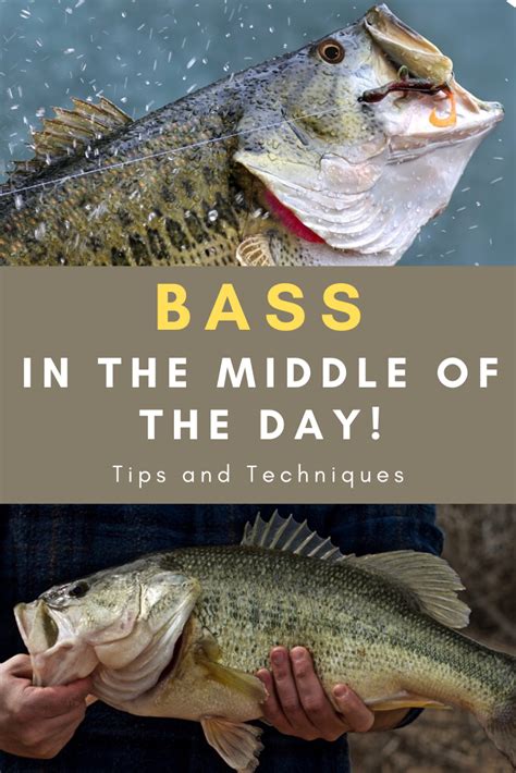 Spotted Bass Vs Largemouth Bass All You Need To Know Artofit