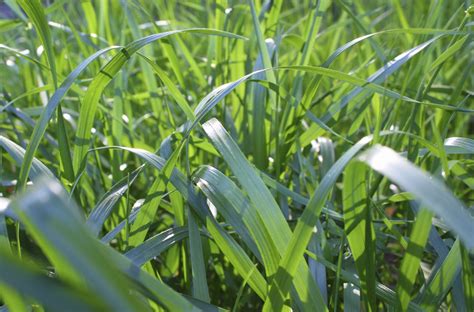 How To Grow Tall Fescue Information About Tall Fescue Maintenance