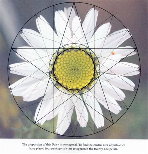 Symbols and Actualities in the Plant and the World of ...