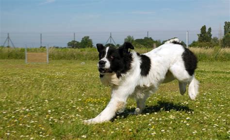 Piebaldism In Dogs