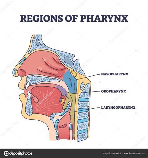 Nasopharynx Anatomy