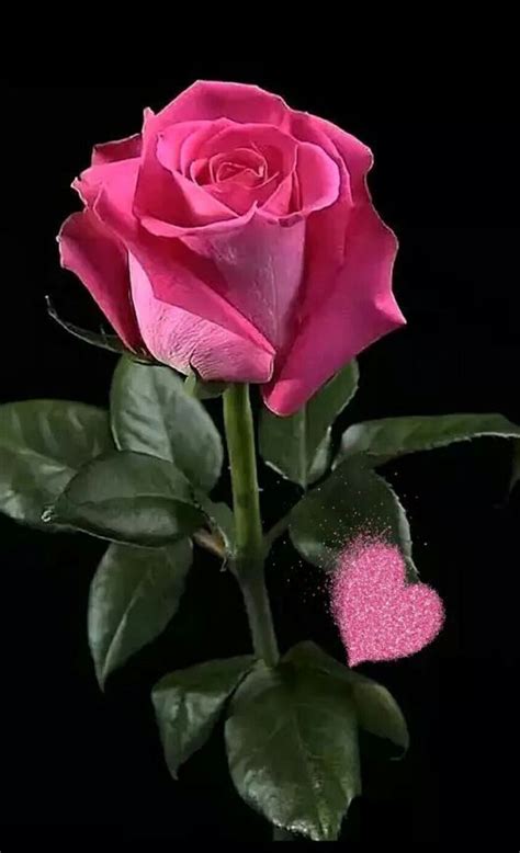 Top 161 Imágenes De Rosas Hermosa Destinomexicomx