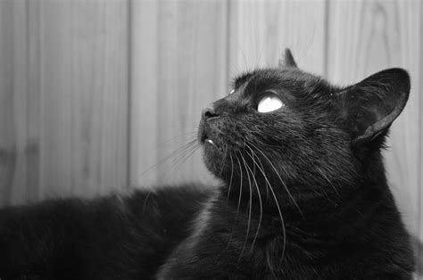 图片素材 黑与白 白色 视图 可爱 宠物 毛皮 黑猫 黑色 特写 周到 打哈欠 鼻子 晶须 脊椎动物 好奇