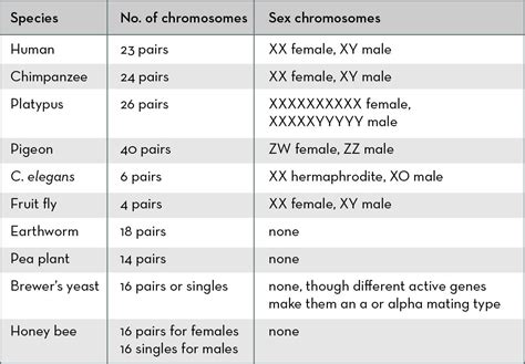 What Are Chromosomes