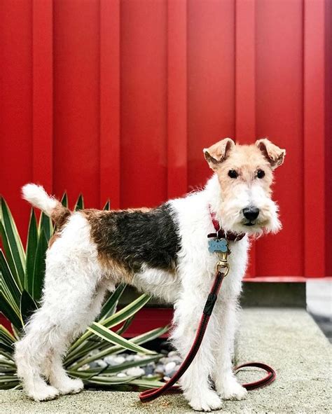 Pin On Wire Fox Terrier