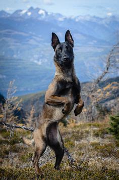 You will notice the tips of their hair are black giving them a dark appearance. Gorgeous dark fawn sable Belgian Malinois from Malinger ...