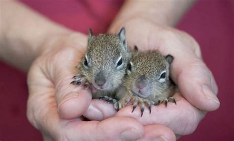 Baby Squirrels Baby Animals Cute Animals Degus Ermahgerd