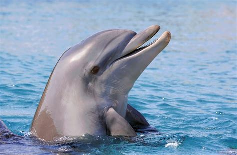 Die Sprache Der Delfine Petakids