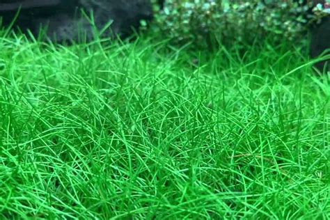 Dwarf Hairgrass Plant Complete Guide To Care Planting And Propagation