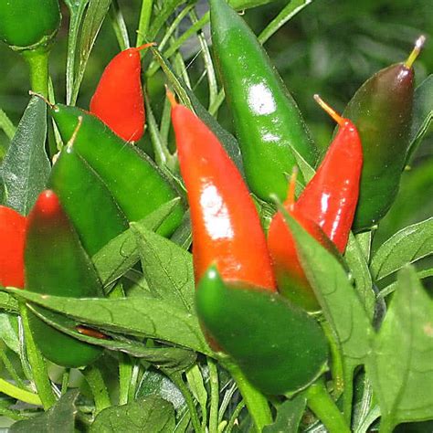 Mirasol Chile Pepper Cayenne Diane