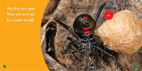 Black widow spider bite is one of the most feared spider bites in the world. Black Widows - Jump! Inc.