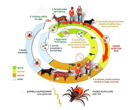 Lyme Disease Cycle Photograph By Jose Antonio Penasscience Photo