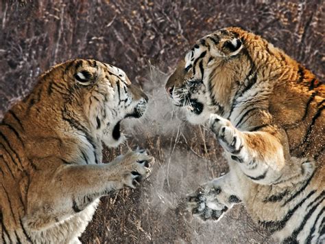 Siberian Tigers Fighting Felinos Tigres Leopardos