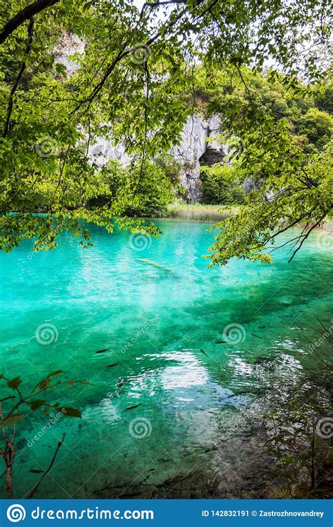 Fish Swims Beneath The Branches Of A Tree In The Lake With Turquoise