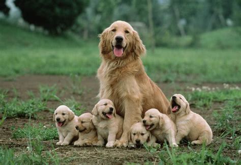 15 Momma Dogs Who Went Through Hours Of Labor To Give Birth To Your