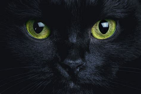 Black Cat Superstition Belief Care About Cats