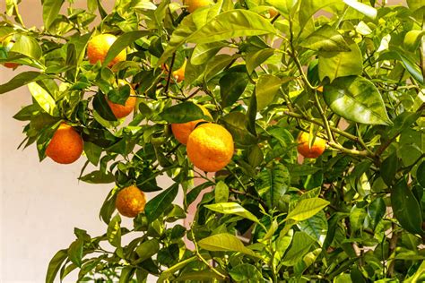 Bitter Orange Growing Seville Oranges Plantura