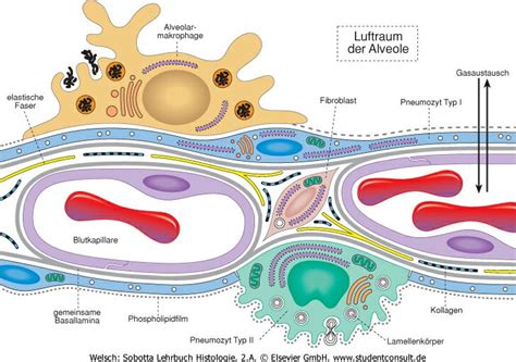 Blut wird durch basalmembran des glomerulus gefiltert, und somit zu urin. Blut-Luft-Schranke || Med-koM