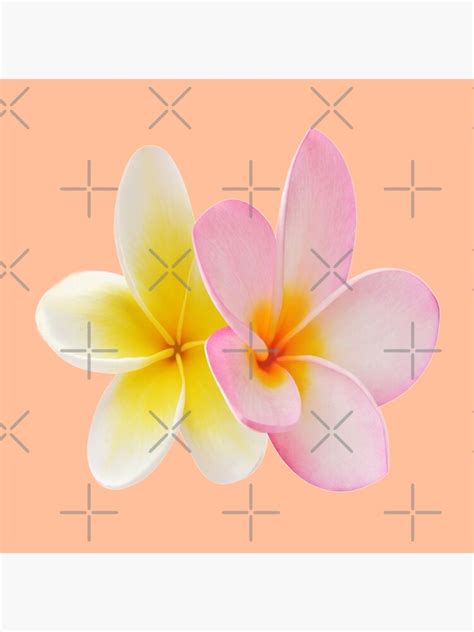 Hawaiian Flower Plumeria 2 Poster For Sale By Gypsykiss Redbubble