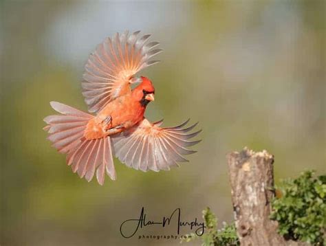 Northern Cardinal Focusing On Wildlife