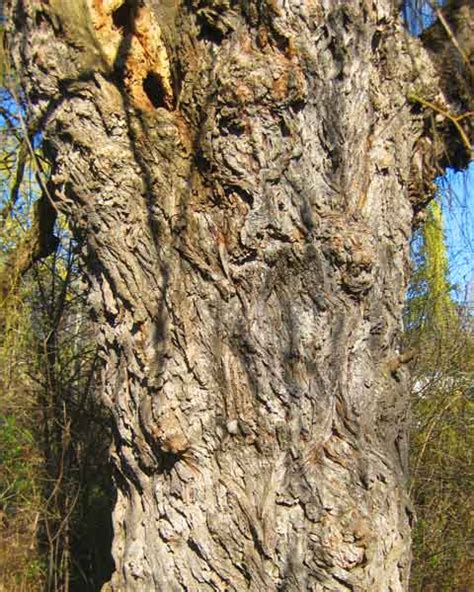 Willow Tree Bark Picture