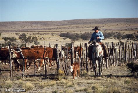 Working Cowboys Western Photography Company