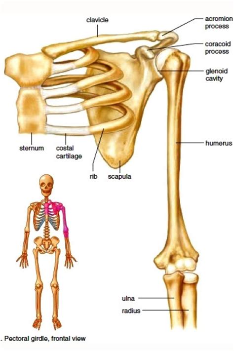 PECTORAL GIRDLE ANATOMY Anatomy Bones Human Anatomy And Physiology