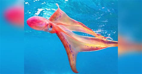 Rare Blanket Octopus Spotted At Lady Elliot Island Bundaberg Now