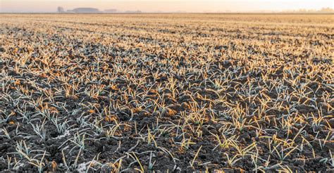 7 Tips For Successful Frost Seeding Kindharvestag