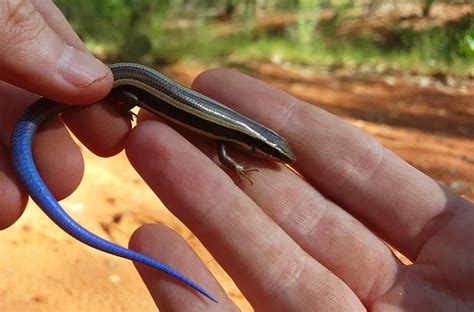 Western Skink Facts And Pictures Reptile Fact