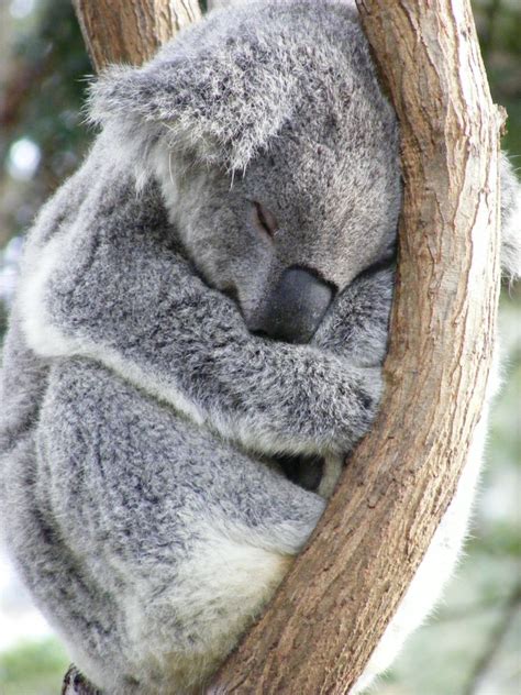 무료 이미지 분기 잎 야생 생물 자고있는 포유 동물 동물 상 원주민 오스트레일리아 사람 유칼립투스 자다