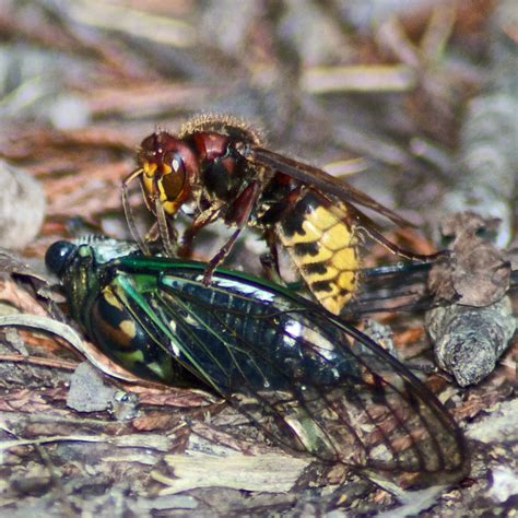 Yeah, european hornets have a lot more yellow to them, whereas cicada killers have more black and have a very different behavior. European Hornet vs. Cicada | Flickr - Photo Sharing!