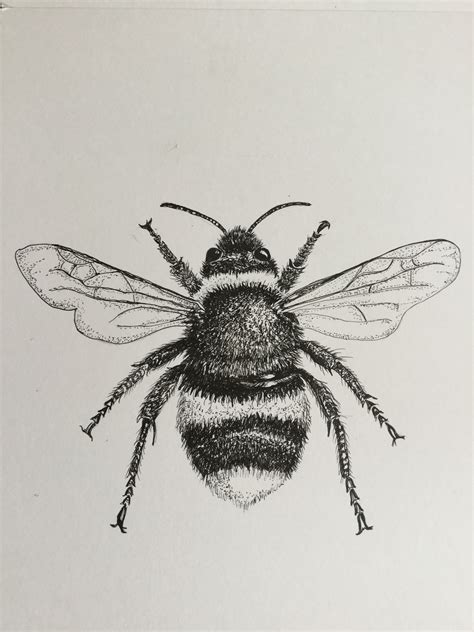 Bumble Bee Bee Art Pen Illustration Bee