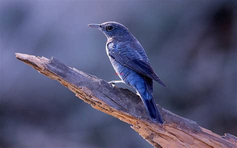 Fondos De Pantalla Naturaleza Rama Azul Fauna Silvestre Pico