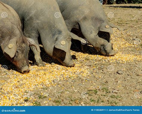 Group Of Three Pigs Eating Corn Feed On The Ground Stock Image Image