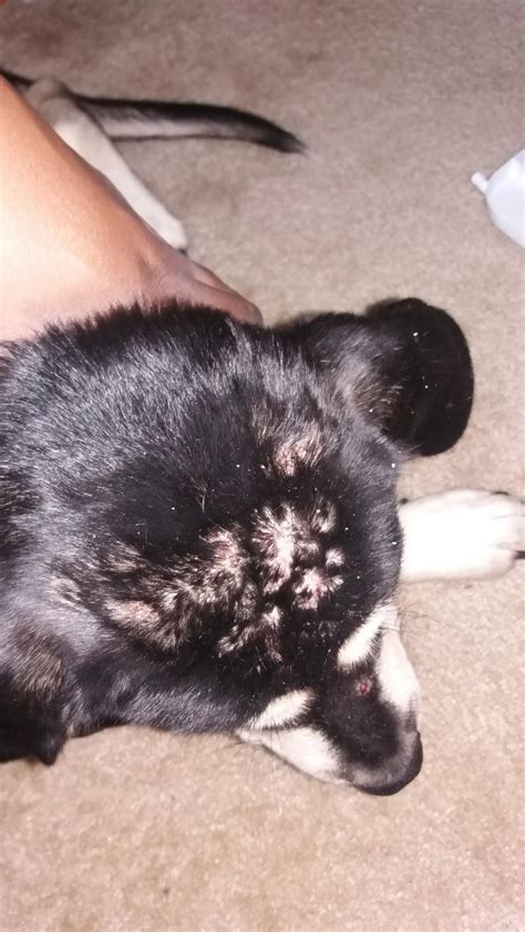 Why Does My Dog Have Scabs On Her Head