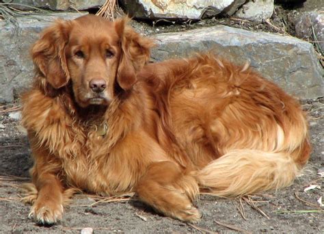 Dog Photo Golden Retriever Friendliest Dog