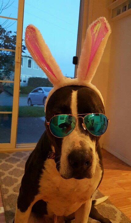 Pin By Kyra Sailer On Doggopuppo Doggo Easter Bunny Round Sunglasses