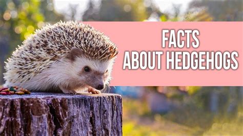 Facts About Hedgehogs You Should Know Youtube