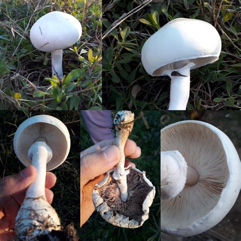 Need Help Identifying This Mushrooms