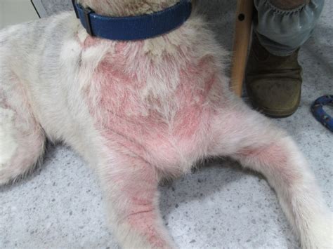 Itchy Red Spots On Dog