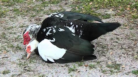 Muscovy Duck Couple Have A Pleasant Time Mating Youtube