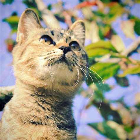 Cute Cat On The Tree ~ Animal Photos On Creative Market