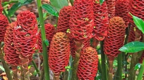 Ciri ciri dan identifikasi tanaman. Empat Mahasiswa IPB Temukan Tanaman Obat yang Berpotensi ...