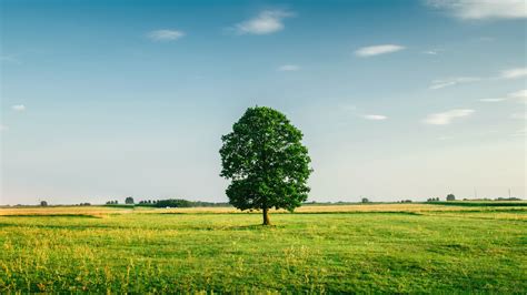 Grass Field Tree Sky Summer 4k Hd Wallpaper