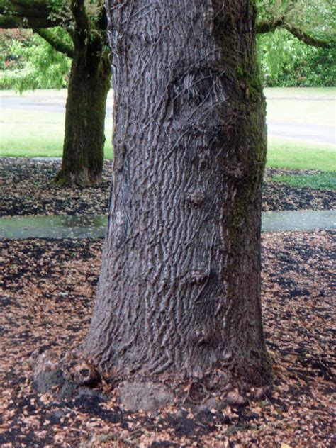Young Poplar Tree Bark