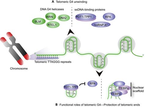 G Quadruplex A Regulator Of Gene Expression And Its Chemical Targeting