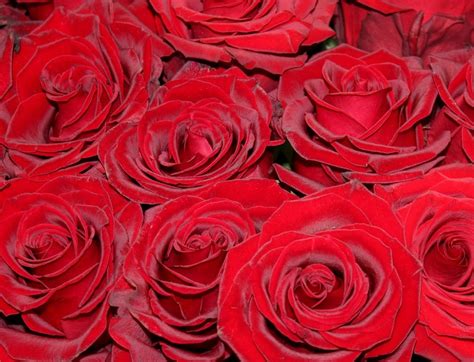 Bouquet Of Red Velvet Roses Close Up Free Image Download