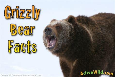 Grizzly Bear Facts For Kids And Students Pictures Information And Video